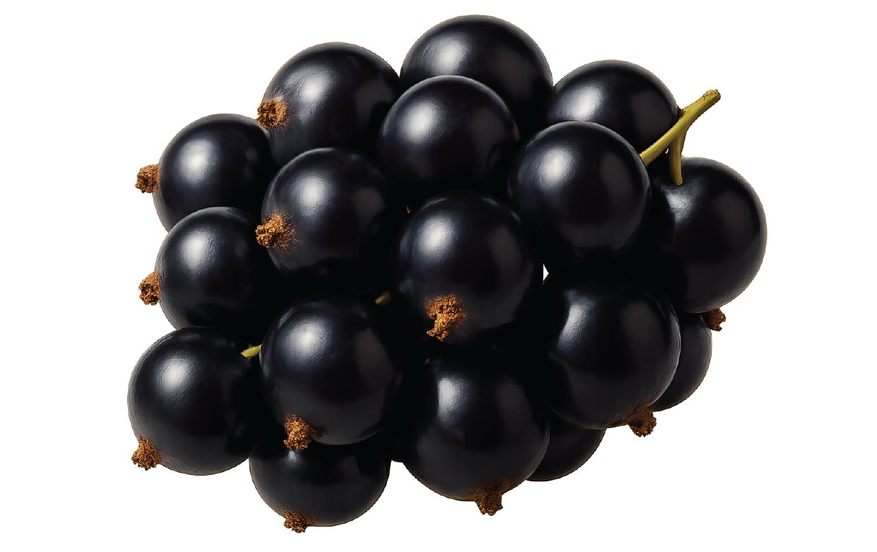 blackcurrant flavour-09